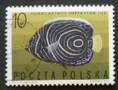 Pomec císařský (nedospělý jedinec)